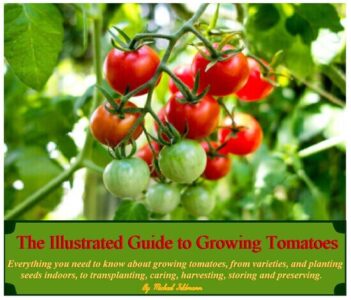 Illustrated Guide to Growing Tomatoes Image